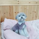 셀럽몽 이미지