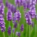 아로마 테라피 이미지