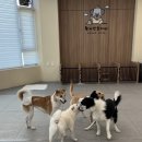 황자반놀이터 | 소형견 중형견 전용 저렴한 애견유치원 찾는다면? 인천 남동구 황자반놀이터 사회성 없는 강아지도 가능!