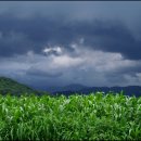 낙동농장 이미지