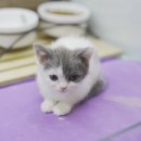 사랑애견샵 이미지