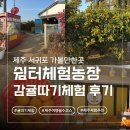 하얀쉼터 | [체험] 제주 서귀포 귤따기체험 쉼터체험농장 내돈내산 후기