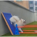 반려담애견유치원 이미지