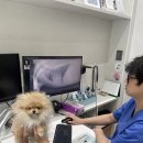 도그캐슬 | 포메라니안분양, 커서도 예쁜 아이를 찾고 있다면 꼭 확인하세요 (분양후기/도그캐슬)