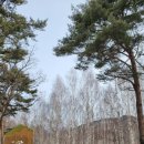 자작나무숲 주차장 이미지