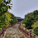 서천 마량리 동백나무 숲 이미지