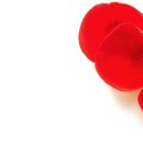 라비 앤 로즈 이미지