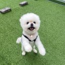 등교하개 이미지