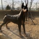 동락공원 반려동물 놀이터 이미지