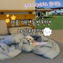 강릉애견동반 펜션 나인원펜션 C2 숙박후기 강릉 애견운동장 강릉가성비펜션추천