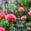 블루마리 이미지