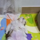 몽몽이 이미지