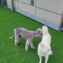 큰댕댕 개치원 이미지