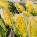 베타항암 배추 10kg 한박스 이미지