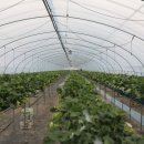 자연애우농장 | 거창수승대체험휴양마을과 함께하는 <딸기따기 체험>