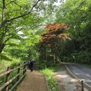 소백산자락길 제7코스 | ⛰️100대명산➡️충북 단양_소백산비로봉 1,440m
