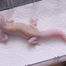 마초게코