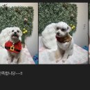 강아지미용실 이미지