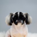 어반독스 이미지