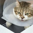 고양이묭실 이미지