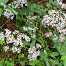 원주굽이길 15코스 싸리치옛길 이미지