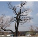 회화나무전통밥집 이미지