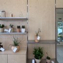 올리브나무 | 광명 철산동 꽃집 <수뜰> 올리브나무 반려식물 getta 후기