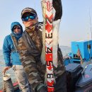 갑오징어짱 이미지