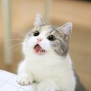 꿈나라 - 성남시 중원구 산성대로 526 | 꿈나라