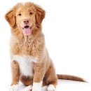 강아지랑 이미지