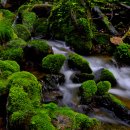 청산골 Daum카페