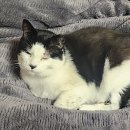 이층집고양이 이미지