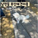 개, 이쁘다 | 남천동애견미용 개,이쁘다