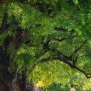 경산압량우체국 | 김해공항에서 경산까지 부산콜택시운행