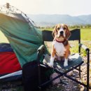 몽글몽글애견유치원(호텔&미용) 이미지