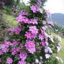 클레마티스 이미지