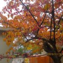 구례향기 이미지