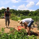 삼시세끼 - 칠곡군 | 삼시세끼