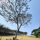 수목다실 | 충남 예산군 &#39;추사 고택&#39; 방문기