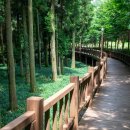 편백숲,쉼 이미지