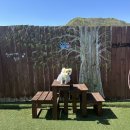 59DOG 네이버블로그