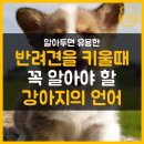강아지 사랑 이미지