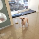 뚱이애견 이미지