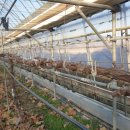 홍이농장 이미지