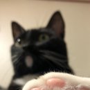 고양이 발바닥 이미지