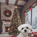 울알라애견미용 이미지