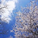 남도홍어삼합 이미지