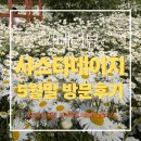 청주 아르떼물들이다 후기｜샤스타데이지 가득한 정원 카페 (5월말 방문)