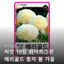 화이트스완 | 메리골드 씨앗 10립 화이트스완 메리골드 종자 봄 가을 꽃씨몰 아진종묘 대해서 알아보고 후기 확인하기