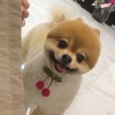 사랑옵개 이미지